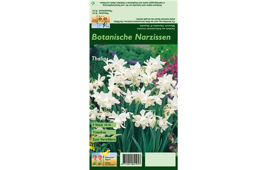 Triandus-Narzisse 'Thalia'