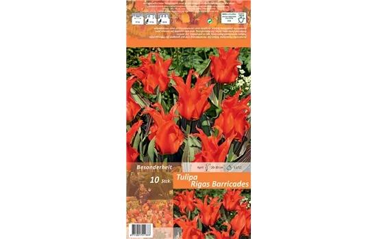 Tulpe 'Rigas Barricades'