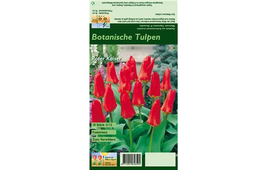 Tulpe 'Roter Kaiser'