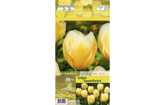 Tulpe 'Sweetheart'