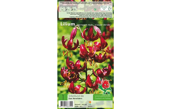 Türkenbund-Lilie 'Claude Shride'