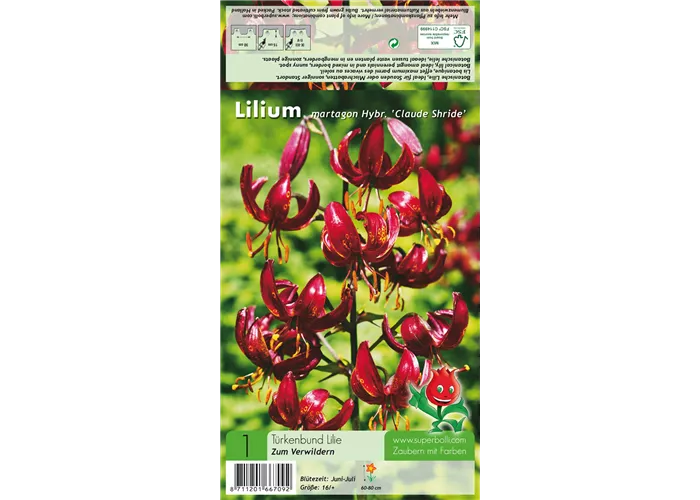 Türkenbund-Lilie 'Claude Shride'