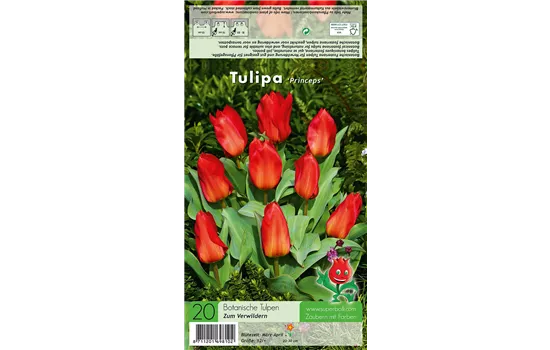 Tulpe 'Princeps'