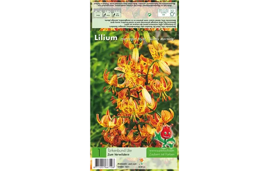 Türkenbund-Lilie 'Sunny Morning'