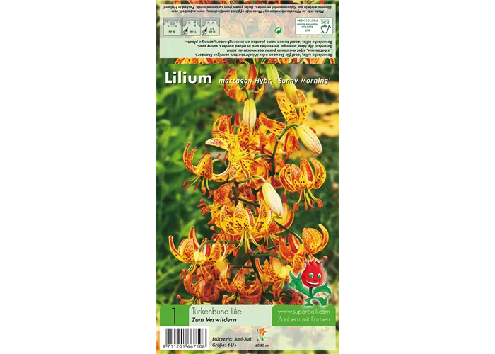 Türkenbund-Lilie 'Sunny Morning'