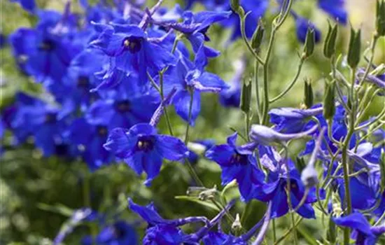 Verzweigter Garten-Rittersporn 'Völkerfrieden' Verzweigter Garten-Rittersporn 'Völkerfrieden'