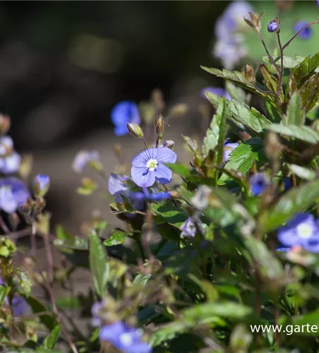 Veronica peduncularis 'Georgia Blue' Veronica peduncularis 'Georgia Blue'