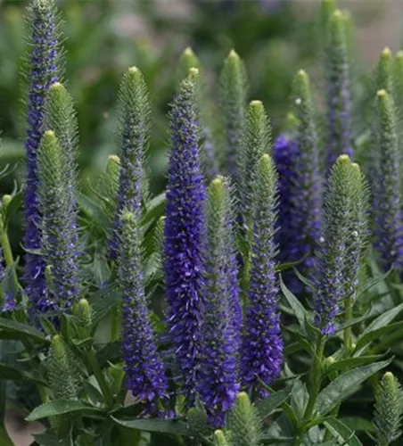 Veronica spicata 'Royal Candles Glory' Veronica spicata 'Royal Candles Glory'