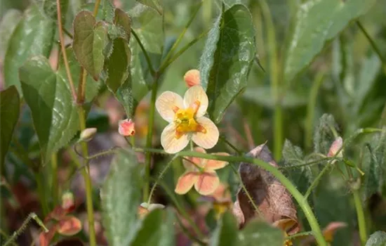 Warley-Garten-Elfenblume 'Orangekönigin' Warley-Garten-Elfenblume 'Orangekönigin'