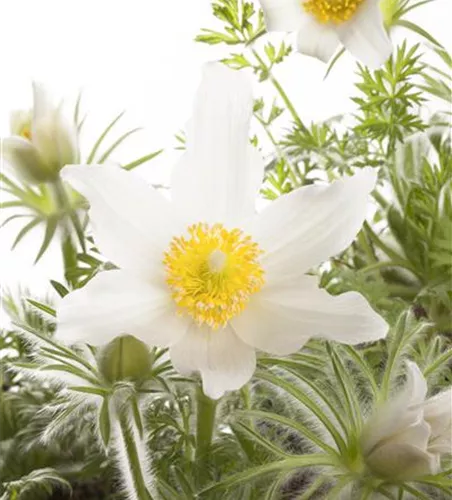 Weißblühende Garten-Kuhschelle 'Alba' Weißblühende Garten-Kuhschelle 'Alba'