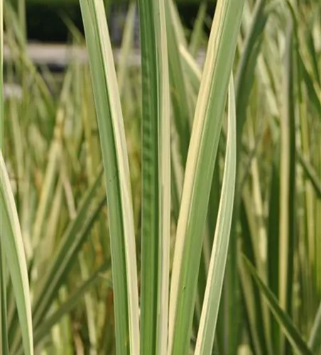 Weißgestreifter Garten-Kalmus 'Variegatus' Weißgestreifter Garten-Kalmus 'Variegatus'
