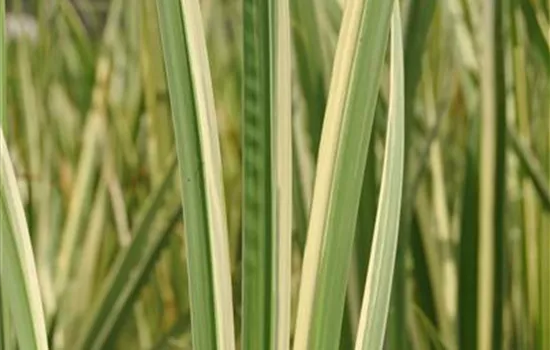 Weißgestreifter Garten-Kalmus 'Variegatus' Weißgestreifter Garten-Kalmus 'Variegatus'
