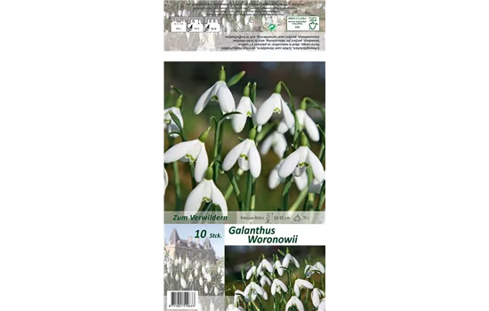 Woronow-Schneeglöckchen