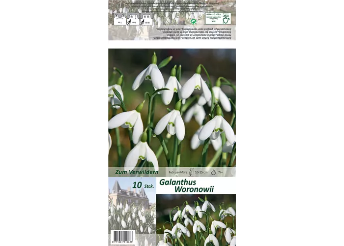 Woronow-Schneeglöckchen