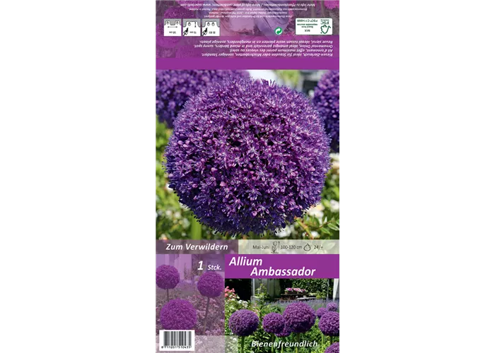 Zierlauch 'Ambassador'®