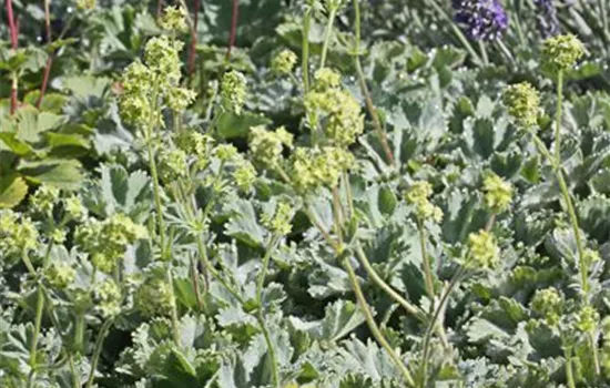 Zwergiger Frauenmantel Zwergiger Frauenmantel