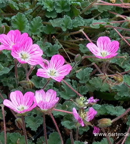 Zwergiger Garten-Reiherschnabel 'Bishop´s Form' Zwergiger Garten-Reiherschnabel 'Bishop´s Form'