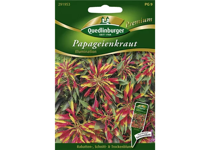 Amarantsamen 'Ilumination'