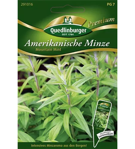 Amerikanische Minze-Samen 'Mountain Mint' Amerikanische Minze-Samen 'Mountain Mint'