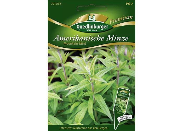 Amerikanische Minze-Samen 'Mountain Mint'