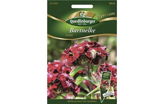 Bartnelkensamen 'Sooty'