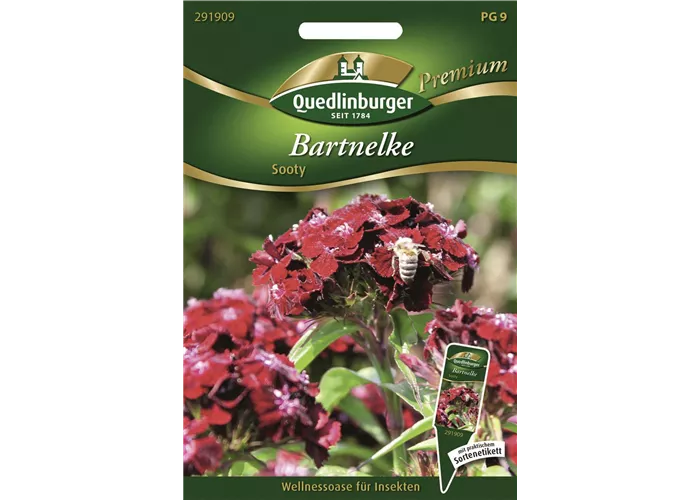 Bartnelkensamen 'Sooty'