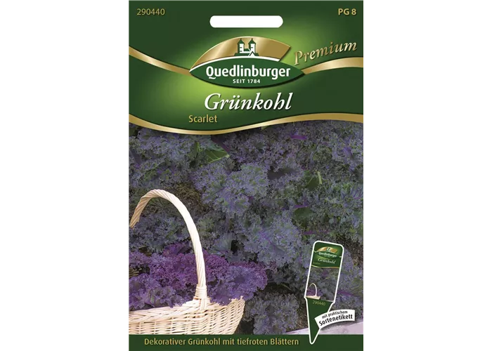 Grünkohlsamen 'Scarlet' Grünkohlsamen 'Scarlet'