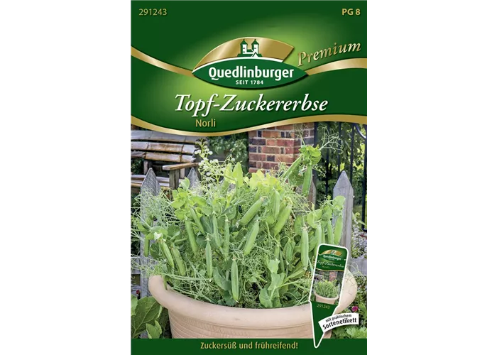 Kiefelerbsensamen 'Norli'