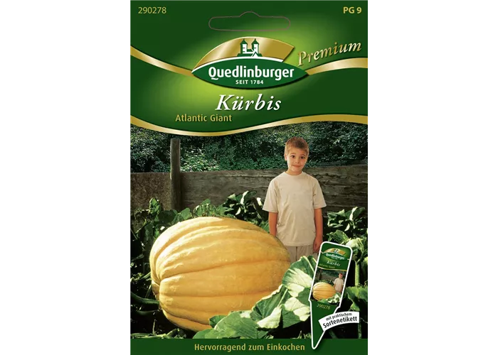 Kürbissamen 'Atlantic Giant'