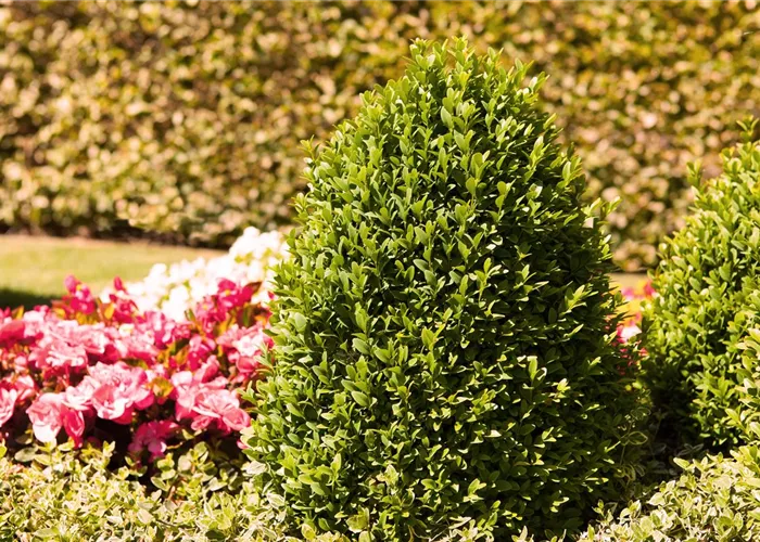 Alles über Buchs Alles über Buchs