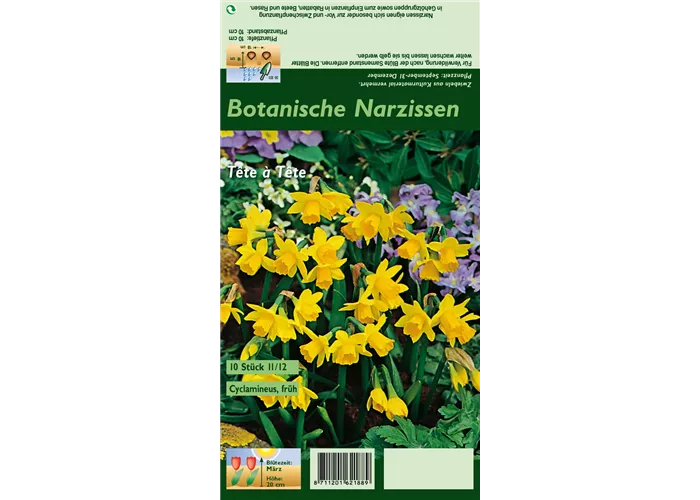 Alpenveilchenartige Garten-Narzisse 'Tête à Tête'