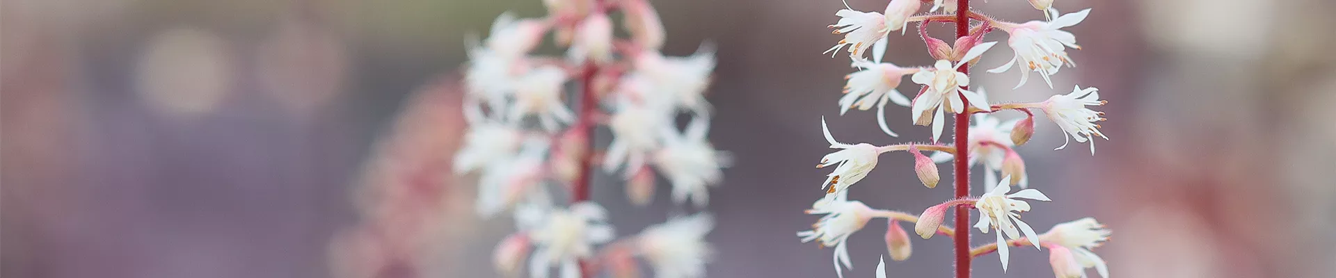 IMG_30_08_2020-106 IMG_30_08_2020-106