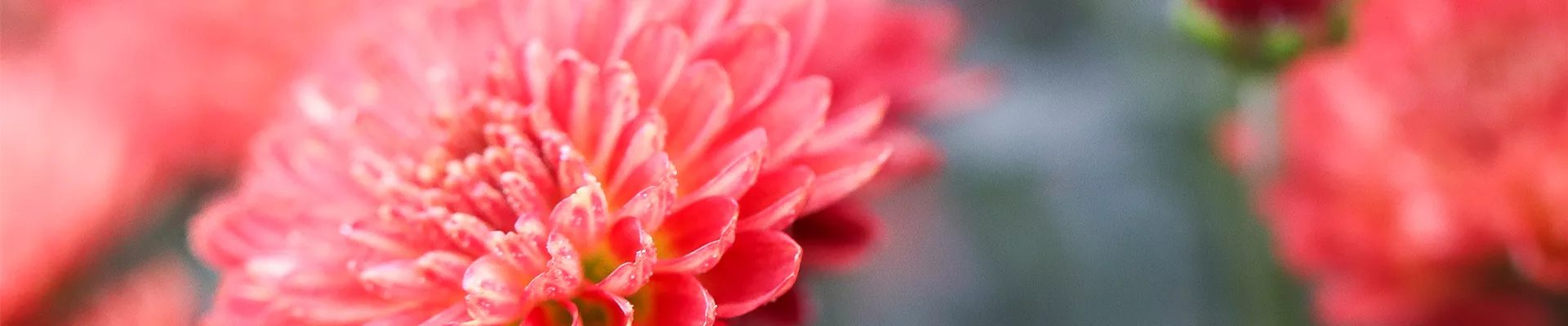 IMG_30_08_2020-111 IMG_30_08_2020-111