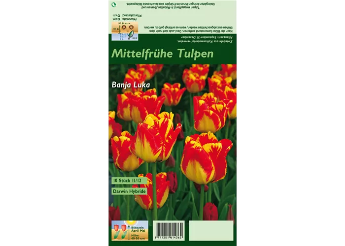 Darwin-Tulpe 'Banja Luka'