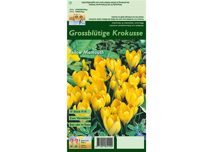 Frühlings-Krokus 'Yellow Mammoth'