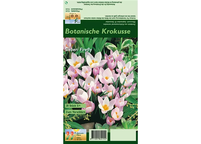 Garten-Krokus 'Firefly'