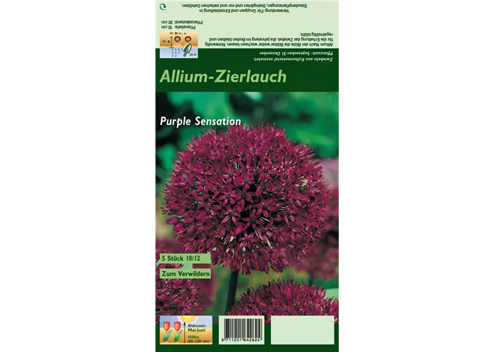 Garten-Kugel-Lauch 'Purple Sensation'