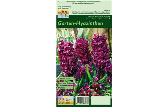 Hyazinthe 'Woodstock'