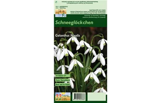 Kleines Schneeglöckchen