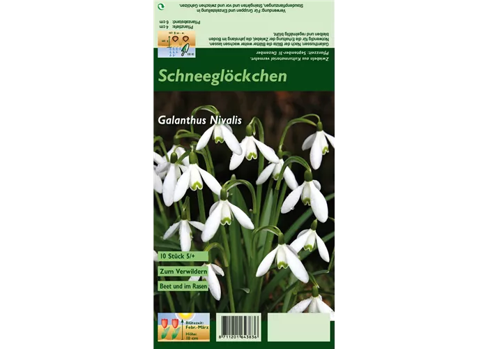 Kleines Schneeglöckchen