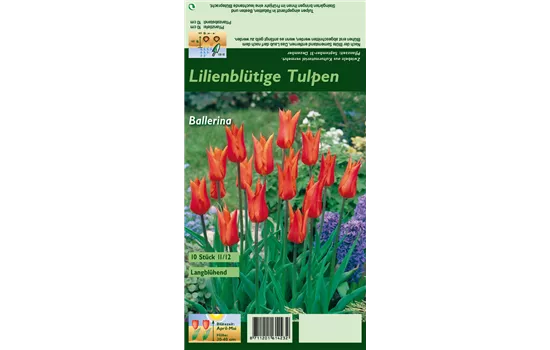 Lilienblütige Tulpe 'Ballerina'