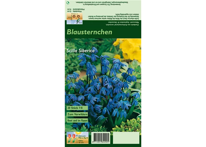 Sibirischer Blaustern