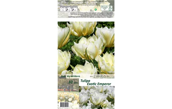 Tulpe 'Exotic Emperor'