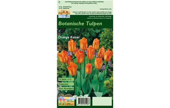 Tulpe 'Oranger Kaiser'