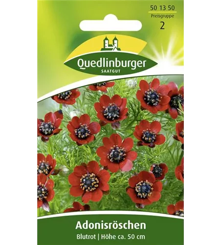 Adonisröschensamen 'Blutrot' Adonisröschensamen 'Blutrot'