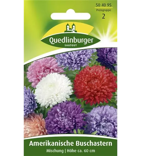 Amerikanische Buschaster-Samen Amerikanische Buschaster-Samen