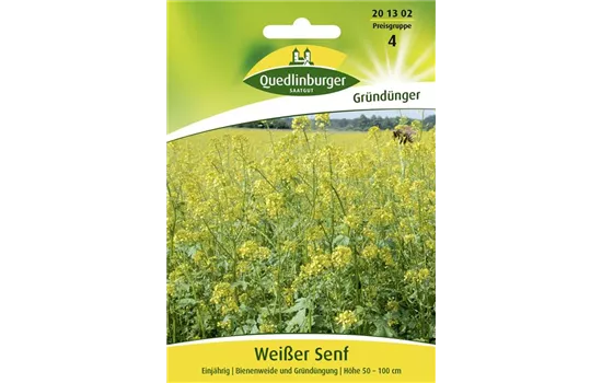 Gelbsenfsamen Gelbsenfsamen