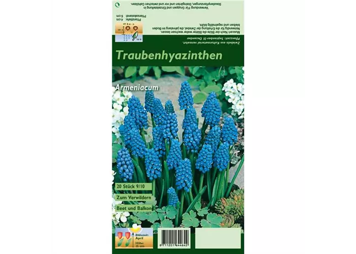 Armenische Traubenhyazinthe