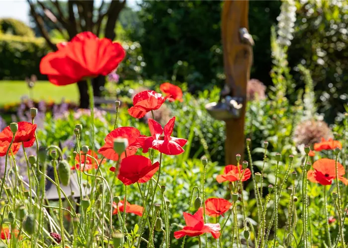 Mehrjährige Blumensamen Mehrjährige Blumensamen