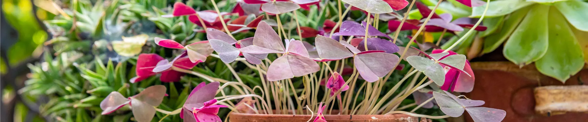 Oxalis triangularis subsp. papilionacea Oxalis triangularis subsp. papilionacea